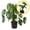 Monstera Deliciosa, variant on Monstera Deliciosa 2-4" 1ct – Live Plant for Indoor Outdoor Use, Garden & Landscaping – Live Arrival Guaranteed