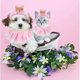 thumbnail image 3 of Lace Cat Bna And Cat Accessories, S Dog Costume(), 3 of 4