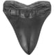 thumbnail image 1 of Megalodón Diente de Tiburón Fósil Simulación Realista Modelo de Dientes de Megalodón Réplica de Diente de Megalodón, 1 of 8