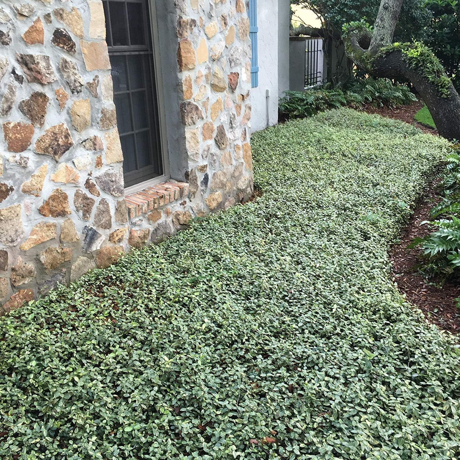 Variegated Jasmine Minima I 1 Large Gallon Size Plant I Trachelospermum Asiaticum  Live Unique Two-Tone Foliage for Eye-Catching Landscapes, Low-Growing Ground Cover