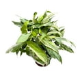 thumbnail image 6 of Silver Fox Syngonium Podophyllum 4 inch Indoor Rare Arrow Head Vine, 6 of 8