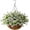 White, variant on Artificial Hanging Flowers for Outdoor Indoor Spring Decor,Faux Silk Flower Arrangement,6 Branches Daisy with 12 Inch Coconut Lining Chain for Patio Garden Decoration(Purple Red Pink)