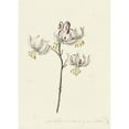 thumbnail image 3 of Catharina Lintheimer 18x24 Black Modern Framed Museum Art Print Titled - Twig with Four White Lilies (1727), 3 of 5