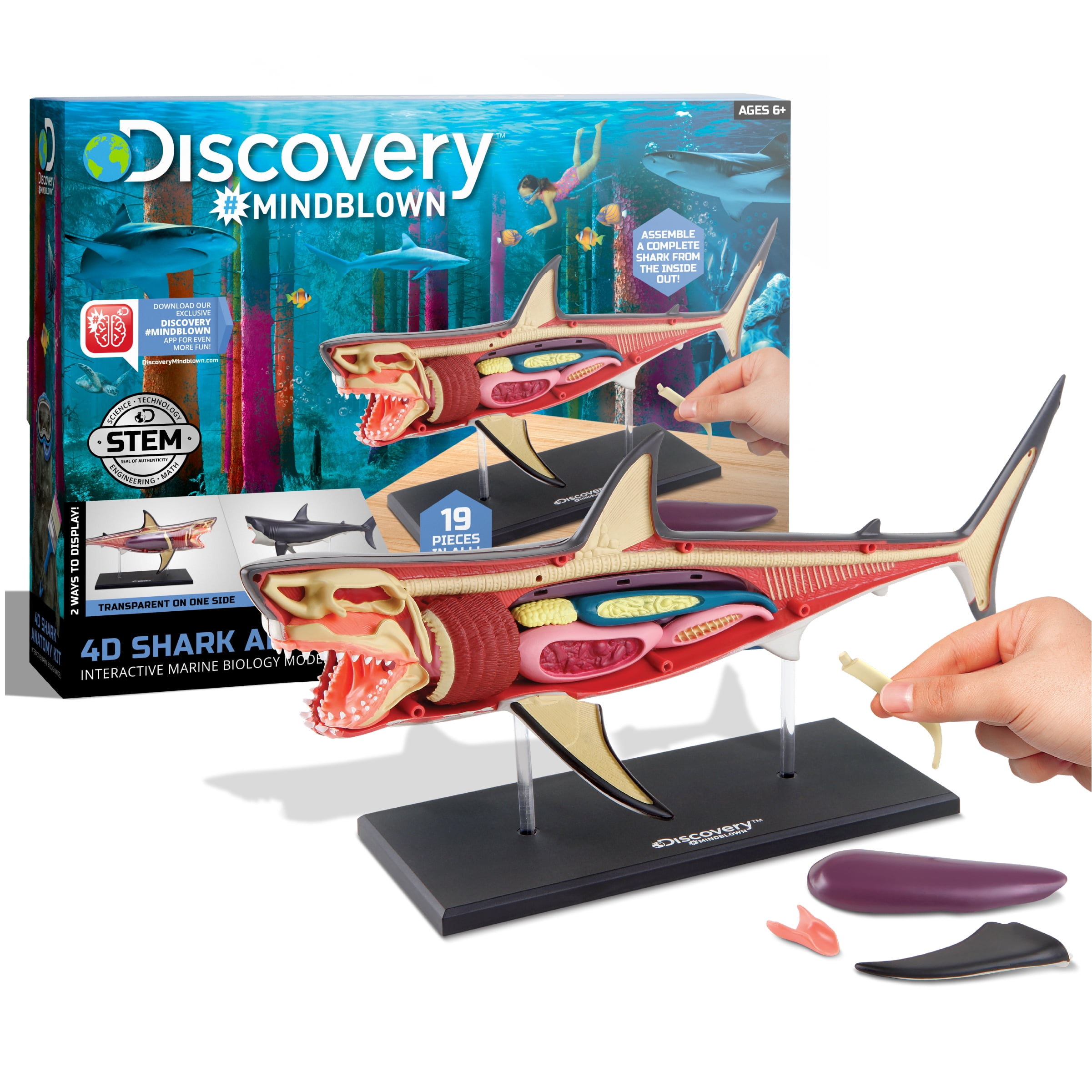Discovery MINDBLOWN 4D Great White Shark Anatomy Kit, Interactive