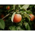 thumbnail image 2 of Kedron, Chelsea 32x25 Gold Ornate Wood Framed with Double Matting Museum Art Print Titled - The Red Apple, 2 of 4