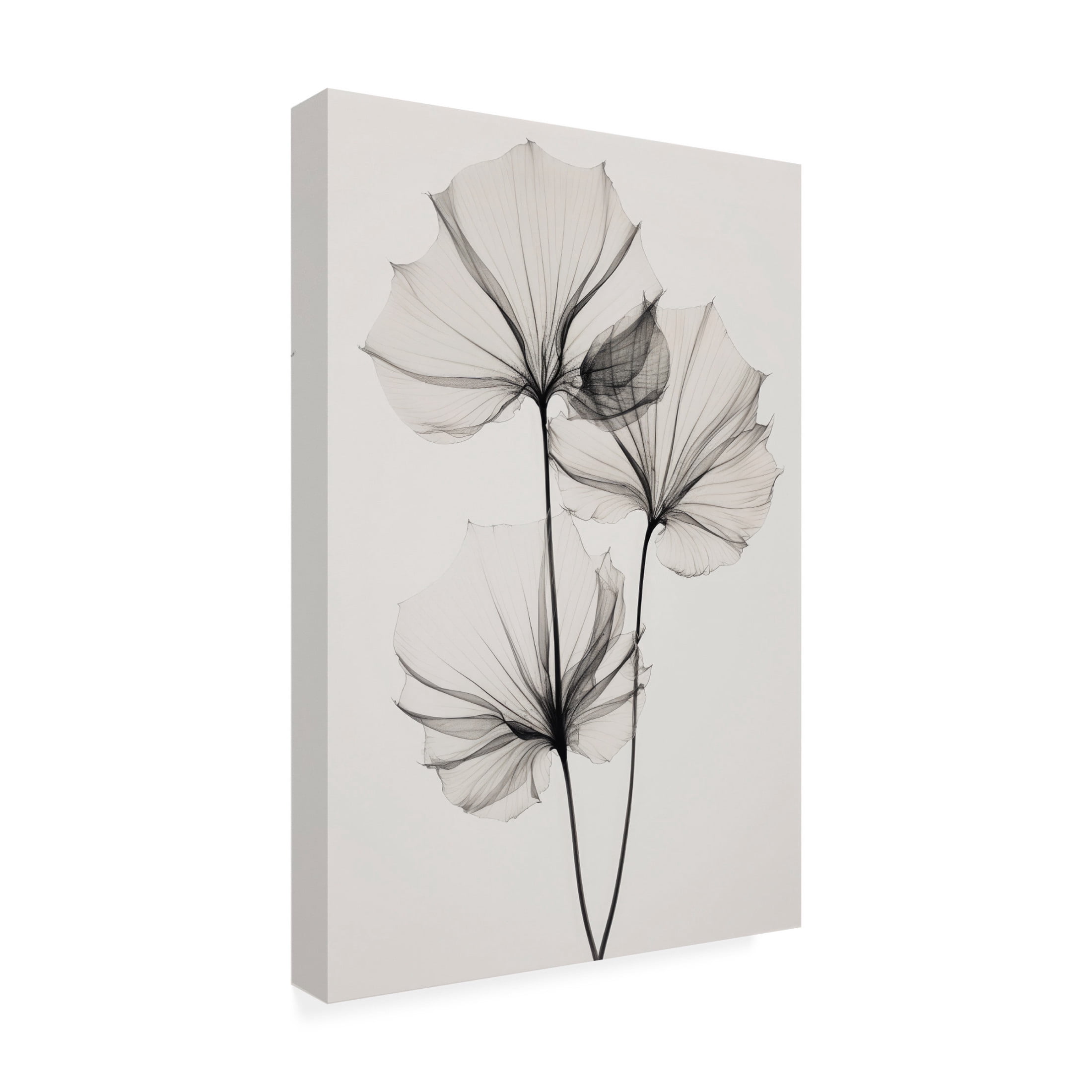 Trademark Fine Art Treechild Transparent Botanic No 3 Canvas Wall Art
