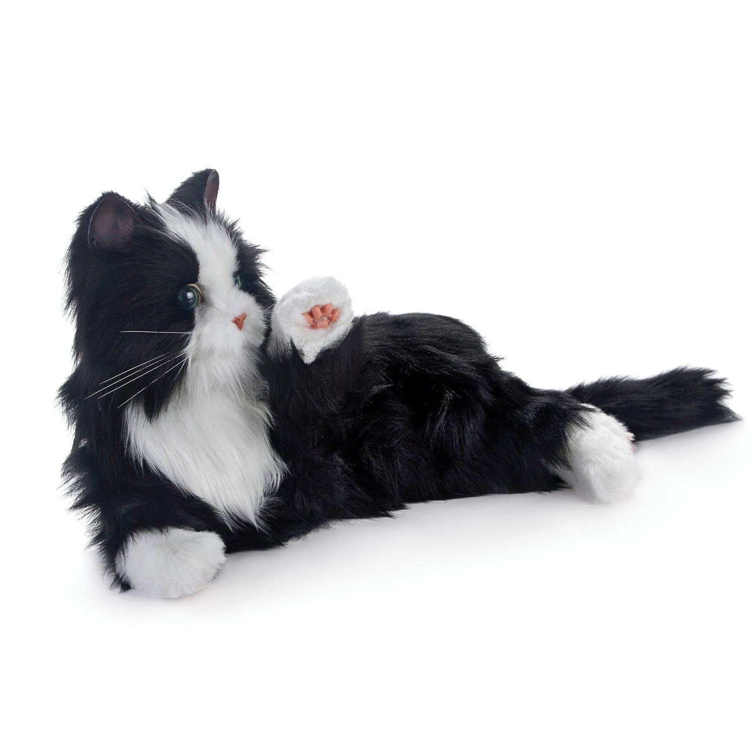 Joy for top all cat