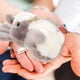 thumbnail image 2 of KAKOWELY Llavero de conejo de peluche con colgante de animal de peluche, 2 of 5