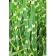 thumbnail image 4 of 10 ZEBRA GRASS Variegated Maiden Grass Miscanthus Sinensis Zebrinus aka Chinese or Japanese Silver Grass / Plume Grass / Eulalia Seeds, 4 of 11