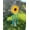 Blue Crystals, variant on Sunflower Car Charm, Crystal Suncatcher, Rearview Mirror Hang, Auto Accessories, Cute Hippy Flower Decor For Women, New Car Gift For Her