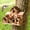 Brown-[6 Holes], variant on Bxaolu Bird Houses for Outside, 6-Hole Wooden Birdhouse for Bluebirds Finch Swallow Wren Chickadee Hummingbird, Bird House for Outdoor Garden Courtyard - Room for 6 Bird Families