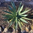 thumbnail image 3 of Grayscale 15x15 Black Modern Framed Museum Art Print Titled - Agave II, 3 of 5