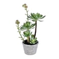 thumbnail image 1 of Vickerman FE192013 13.5 in. Green Potted Succulent, 1 of 2