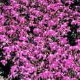thumbnail image 2 of 200 MAGENTA PINK LOBELIA Regatta Lobelia Erinus Flower Seeds, 2 of 2