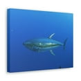 thumbnail image 2 of Majestic Yellow Finned Tuna Art Majestic Yellow Finned Tuna Print Animal Wall Art Wildlife Canvas Prints Wall Art Ready to Hang Unframed, 2 of 18