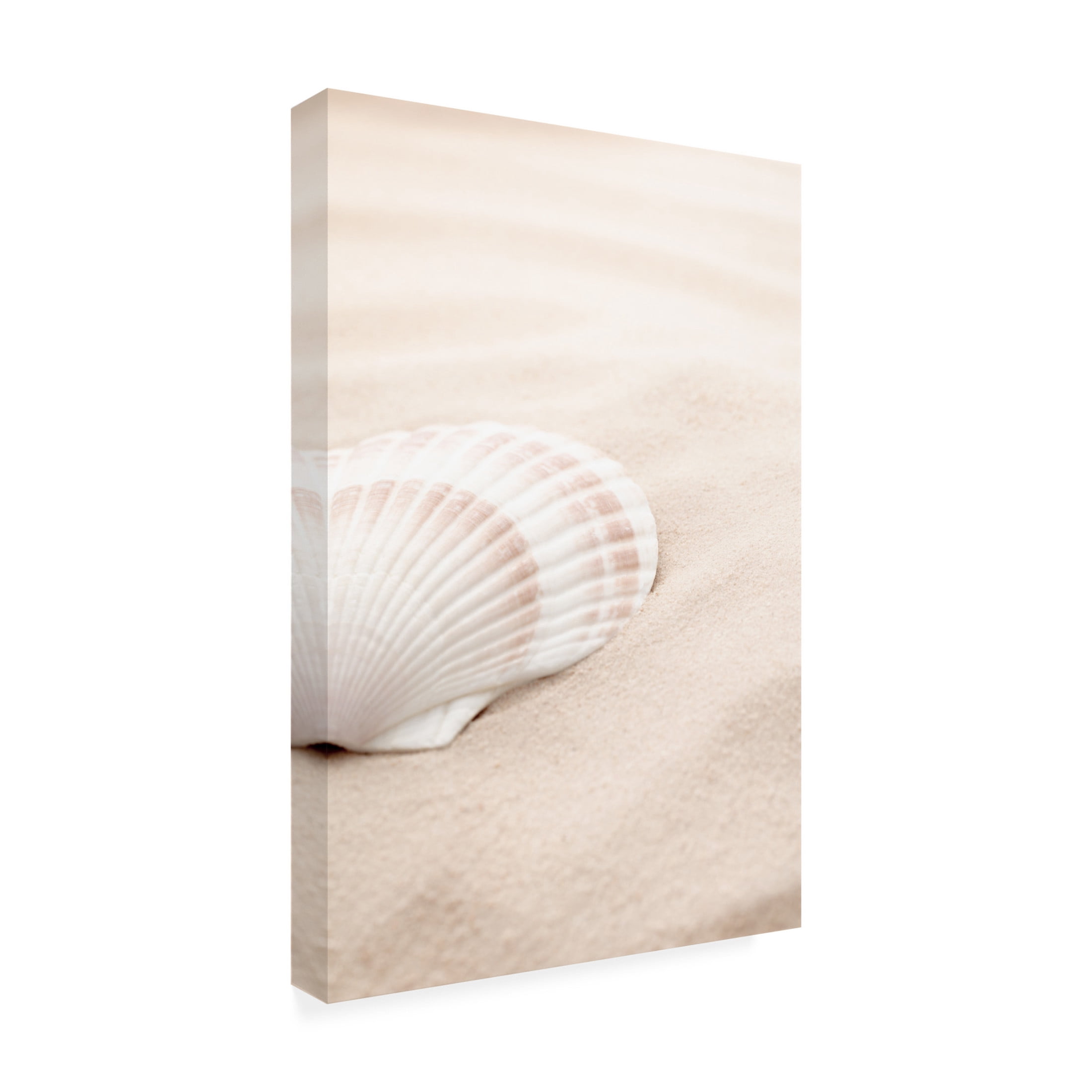 Trademark Fine Art Pictufy Studio Shell 3 Canvas Wall Art