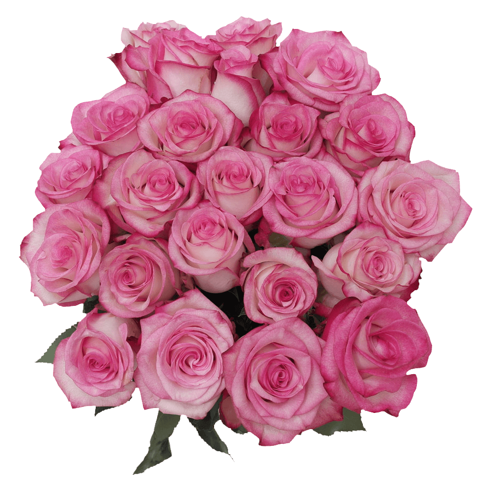 50 Stems of Pink Paloma Roses- Fresh Flower Delivery - Walmart.com ...