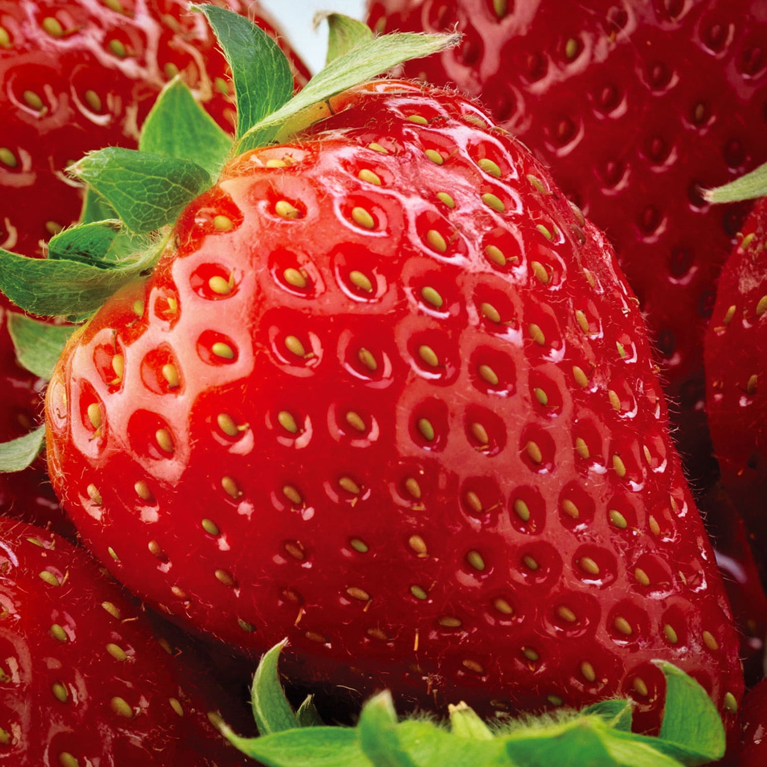 Expert Gardener Strawberry All Star Set of 10 Bare Roots for Full