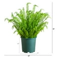 thumbnail image 2 of Nearly Natural 4ft. UV Resistant Artificial Boston Fern Plant with Real Touch Leaves (Indoor/Outdoor), 2 of 6