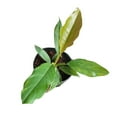 thumbnail image 3 of Pluto Philodendron - Live Plant in a 4 Inch Pot - Philodendron Erubescens - Extremely Rare and Beautiful Indoor Houseplant - A Rare Tropical Masterpiece, 3 of 5