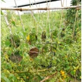 thumbnail image 5 of Juego de cinco discos mejorados para ahuyentar pájaros: reflectores de pájaros de doble cara altamente reflectantes, mejores dispositivos para ahuyentar a todos los pájaros, como el pájaro c, 5 of 5
