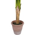 thumbnail image 7 of Northlight 4' Artificial Tropical Banana Tree in a Clay Pot, 7 of 7