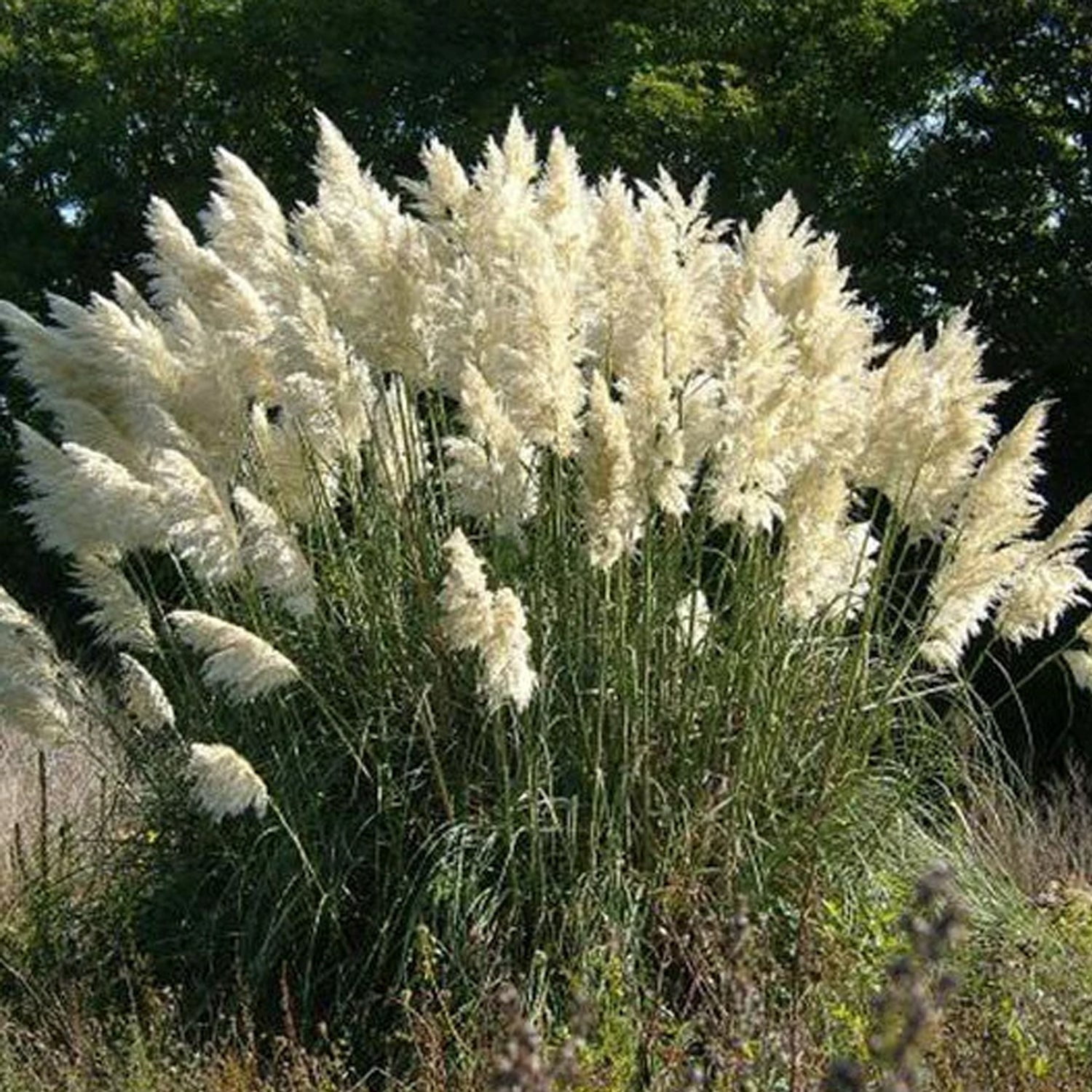 Expert Gardener 1 ft Pampas White Live Grass in 3- Gallon Grower Pot