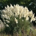 thumbnail image 4 of Expert Gardener 1 ft Pampas White Live Grass in 1- Gallon Grower Pot, 4 of 5