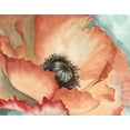 thumbnail image 2 of Megan Meagher 24x20 Black Ornate Wood Framed with Double Matting Museum Art Print Titled - Watercolor Poppy II, 2 of 4