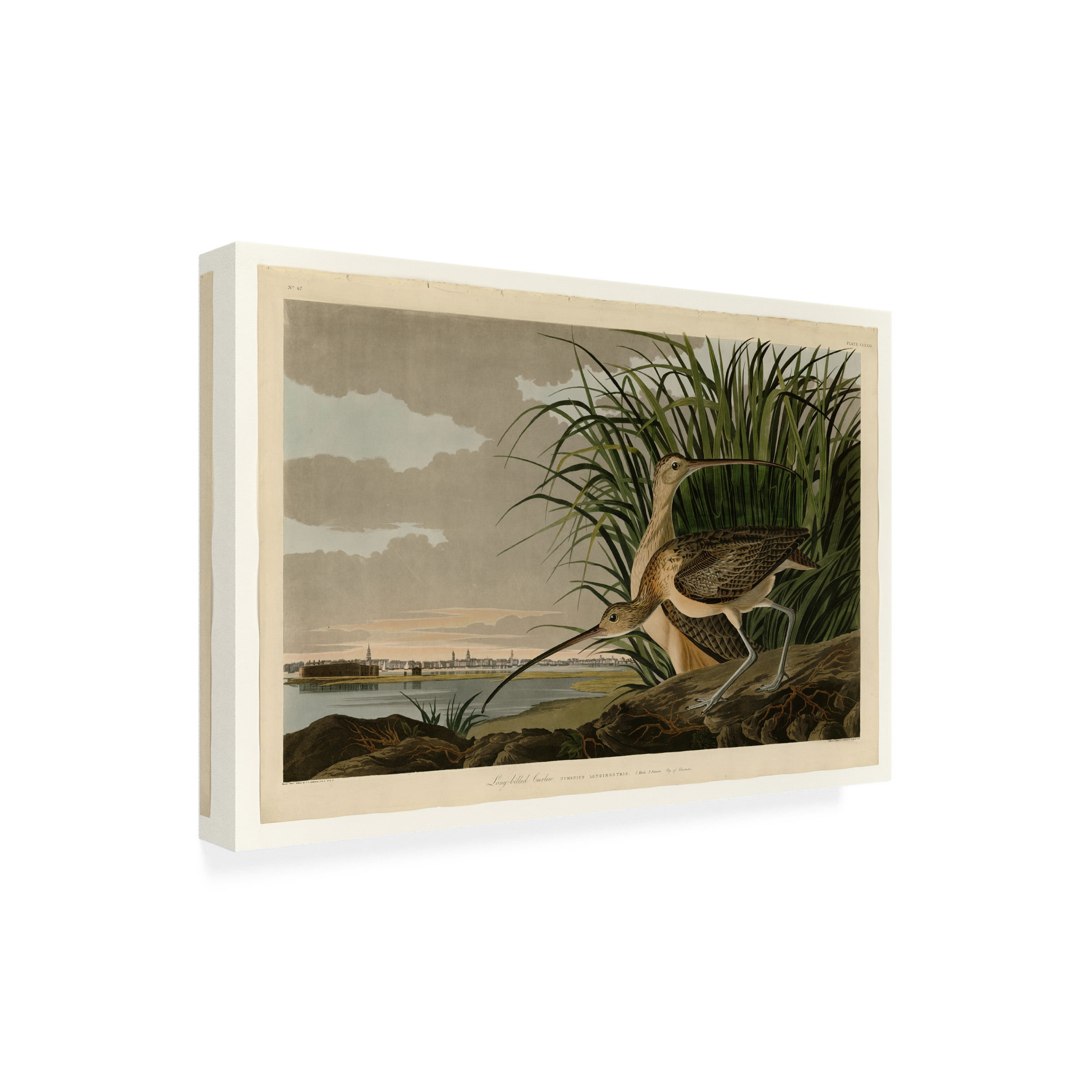 John James Audubon 'Long Billed Curlew' Canvas Art
