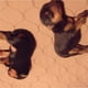 thumbnail image 5 of Xelparuc Adepaton WHFLD143, 5 of 5