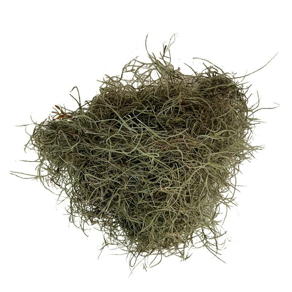 Grey/Green Spanish Moss - 5 lbs - Fresh Cut Flowers - Moss - by Bloomingmore