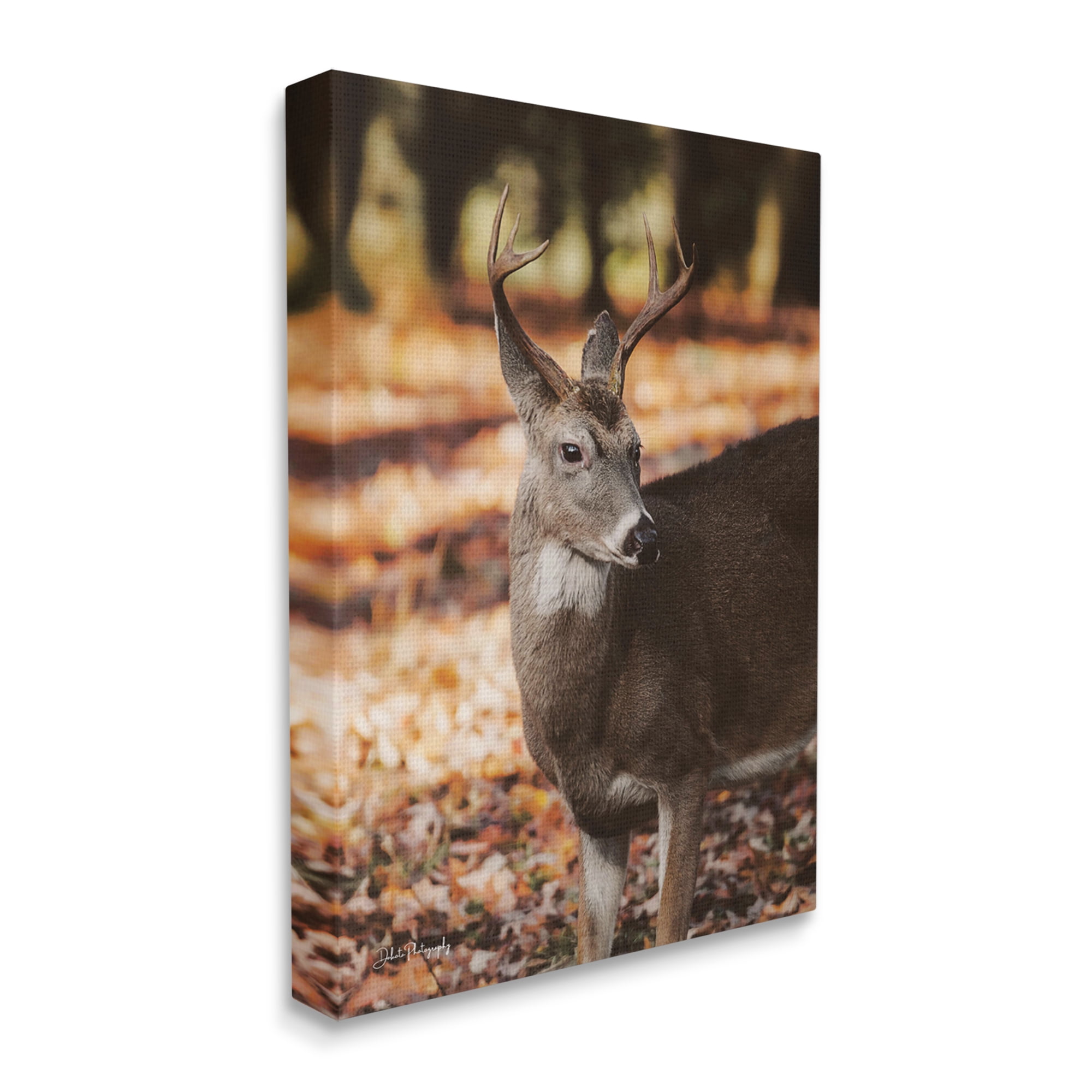 Stupell Industries Deer in Fall Foliage Animals & Insects Photography Gallery Wrapped Canvas Print Wall Art, 16 x 20