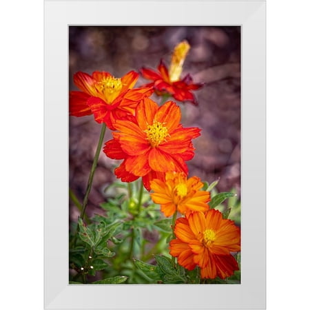 Jaynes Gallery 11x14 White Modern Wood Framed Museum Art Print Titled - USA-Colorado-Fort Collins Orange coreopsis flowers close-up