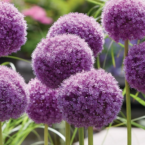 ［新品］SLOTHREAT Allium Allium 'Gladiator' – World of Blooms