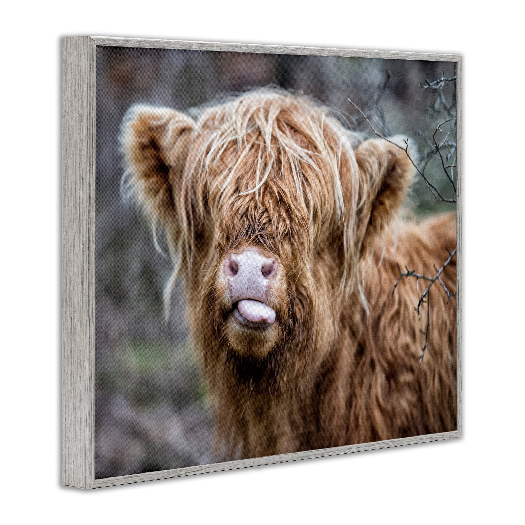 Stupell Industries Baby Highland Calf Cattle Licking Lips Country Farmland Photograph Gray Framed Art Print Wall Art, Design by James Dobson