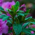 thumbnail image 5 of Encore Azalea Autumn Majesty (2 Gallon) Shrub with Purple Ruffled Blooms - Full Sun Live Outdoor Plant, 5 of 7
