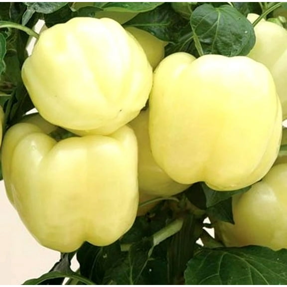 White Bell Pepper Seeds/ Perennial/ Full Sun/ 240 Seeds 2 grams/ Zellajake Farm and Garden - B310