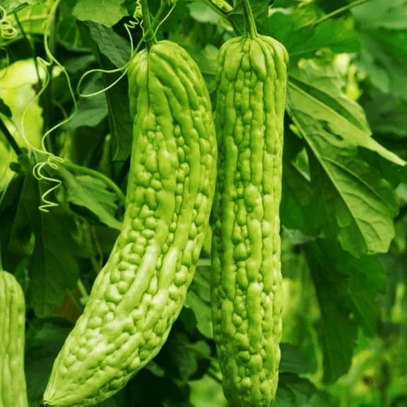 TomorrowSeeds - Green Skin Bitter Melon Seeds - 15 Count - For 2026 Planting Bitter Gourd Karela