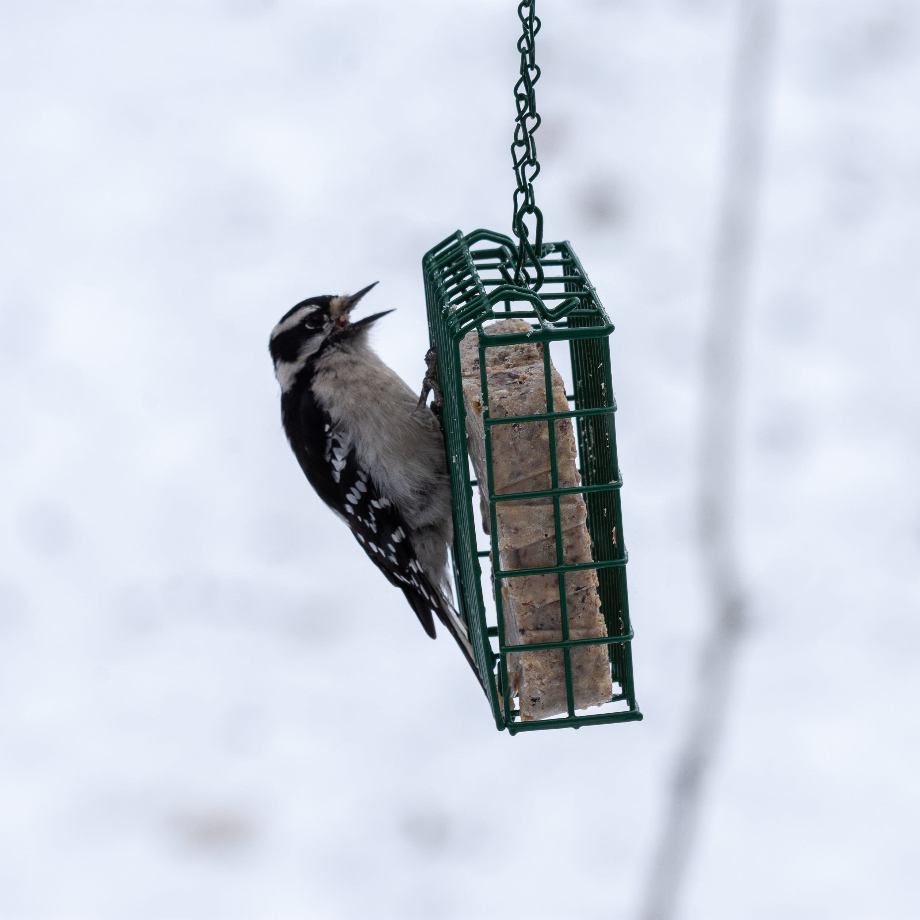 berry treat suet