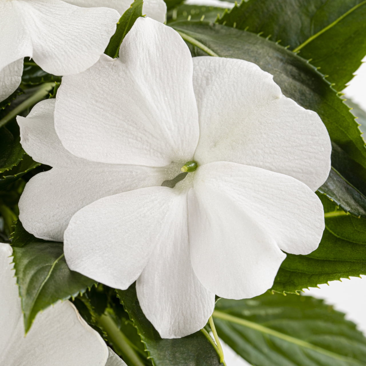 Expert Gardener 1.5gal White New Guinea Impatiens Live Annual Plant Hanging Basket Shade
