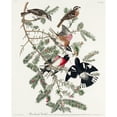 thumbnail image 2 of Audubon, John James 15x18 Gold Ornate Wood Framed with Double Matting Museum Art Print Titled - Rose-breasted Grosbeak, 2 of 4