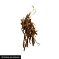 thumbnail image 3 of Honorine Anemone Dormant Bare Root Starter Perennial Plant, 3-Pack, 3 of 3