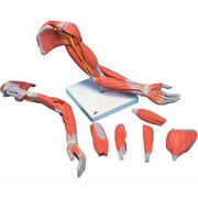 3B Anatomical Model - 6-Part Deluxe Muscular Arm