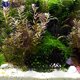 thumbnail image 1 of unbranded 1Jgo Adorno Para Acuario Negro De ABS Con Único Para Betta Y De, 1 of 6