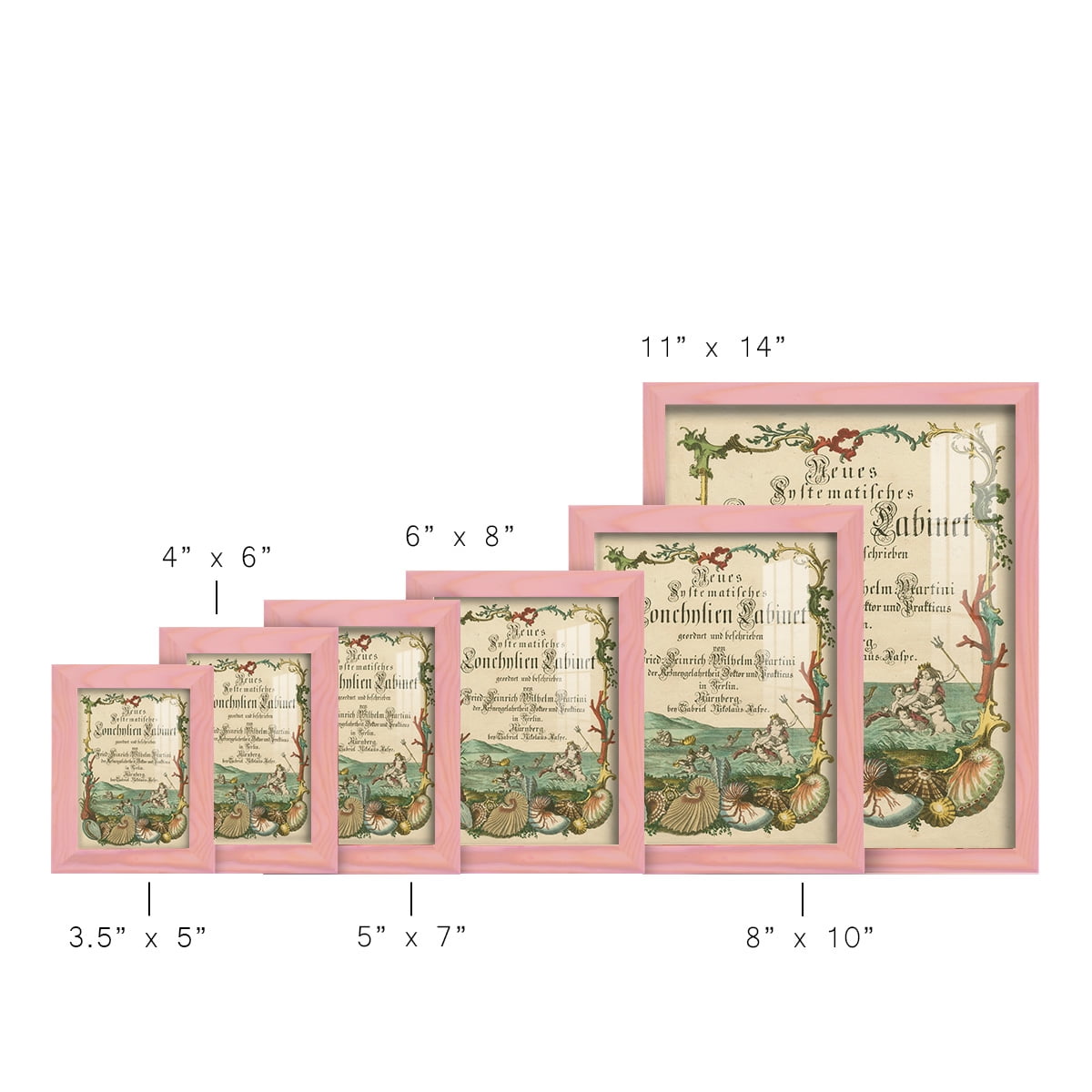 Cabinet of Conchology -Framed Print w/glass-Sunset Pink