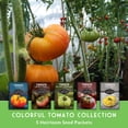 thumbnail image 4 of Colorful Tomato 5 Pack - Black, White, Green, Red & Yellow, Purple - Full Sun Annual Vegetables, 4 of 9