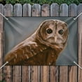 thumbnail image 3 of Solitary Barred Owl Home Business Office Sign, 3 of 4