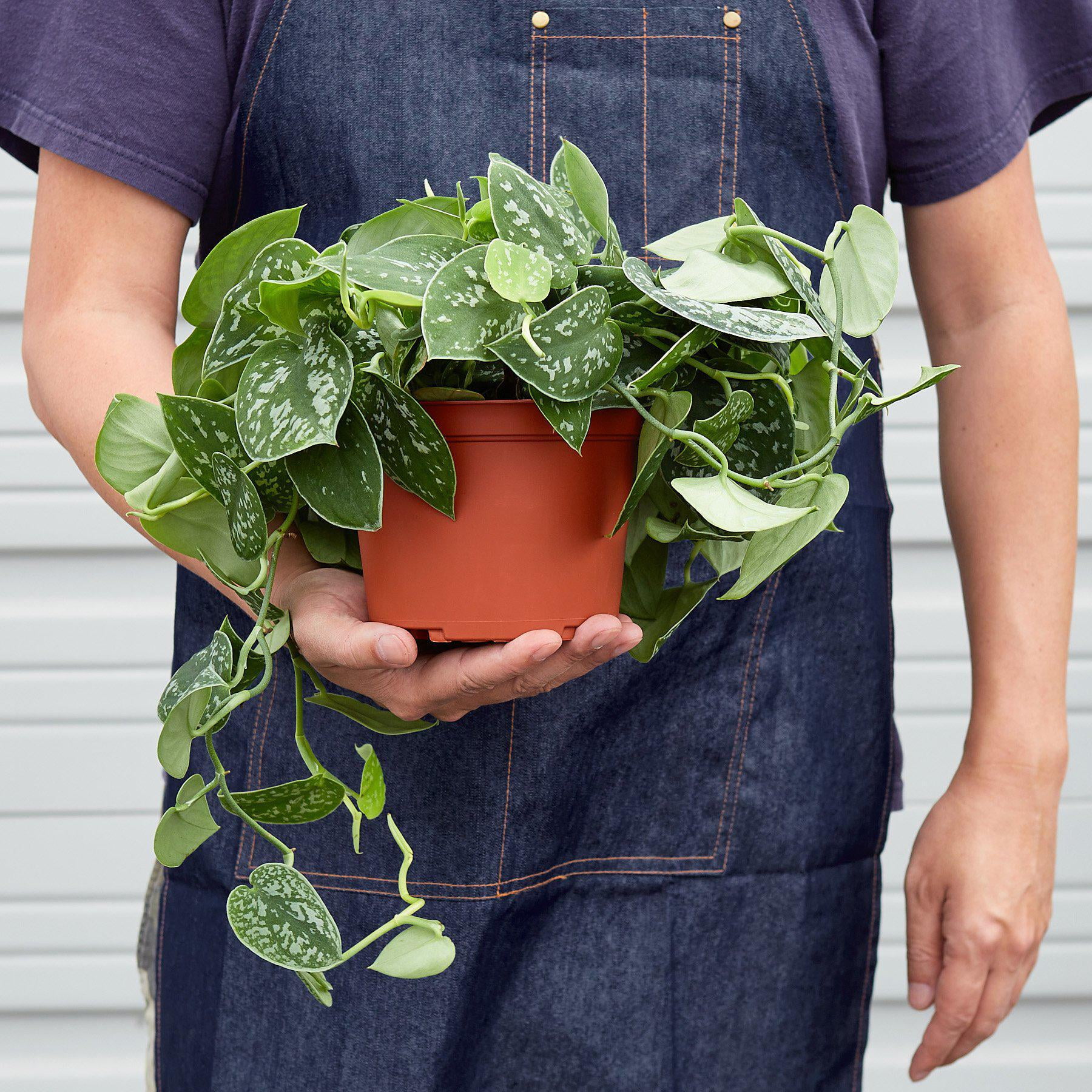 Pothos 'Satin', 4" Pot, Indoor Houseplant, Easy Care, Live Plant for Indoor & Outdoor