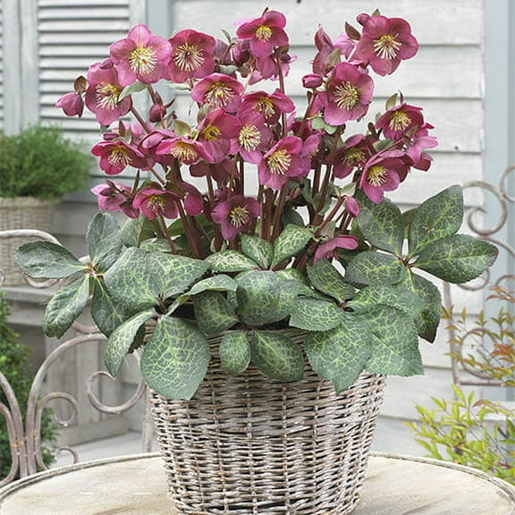 Anna's Red Lenten Rose (Helleborus), Bare Root Starter Perennial Plant (1-Pack)